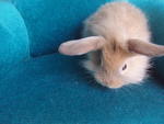 Mouse - Lionhead Rabbit