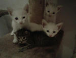 Gaga's Kittens  - Domestic Short Hair Cat