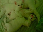 Gaga's Kittens  - Domestic Short Hair Cat