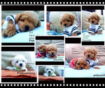 Bibi And Doudou(Toy Poodle) - Poodle Dog