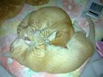 Bulat &amp; Kecik - Domestic Medium Hair Cat