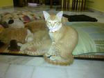 Bulat &amp; Kecik - Domestic Medium Hair Cat