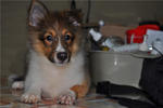 Shetland Sheepdog - Lai Bao - Shetland Sheepdog Sheltie Dog