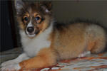 Shetland Sheepdog - Lai Bao - Shetland Sheepdog Sheltie Dog