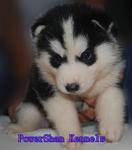 Siberian Husky - Siberian Husky Dog