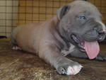 Pit Bull - Pit Bull Terrier Dog