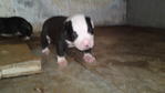 Pit Bull - Pit Bull Terrier Dog