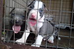 Pit Bull - Pit Bull Terrier Dog