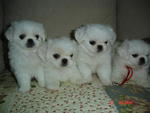 White Pekingese Puppies... - Pekingese Dog