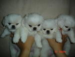 White Pekingese Puppies... - Pekingese Dog