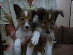 Shetland Sheepdog - Shetland Sheepdog Sheltie Dog