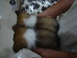 Shetland Sheepdog - Shetland Sheepdog Sheltie Dog