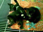 Hey.. adopt us :)