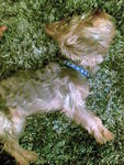 Ah Boy - Silky Terrier Dog