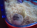 PF19257 - Roborovsky's Hamster Hamster