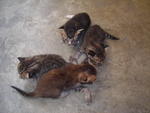 4 Little Kitties For Adoption - Domestic Short Hair Cat