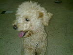 Duoduo1 - Poodle Dog