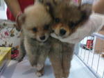 Pomeranian Puppies - Pomeranian Dog