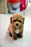 Toy Poodle (Sold) - Poodle Dog