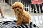 Toy Poodle (Sold) - Poodle Dog