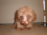 Home Breed Red Toy Poodle Puppy. - Poodle Dog