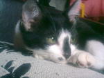 Mesy - Domestic Short Hair Cat