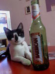 Mesy - Domestic Short Hair Cat