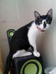 Mesy - Domestic Short Hair Cat