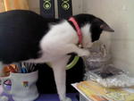 Mesy - Domestic Short Hair Cat