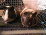 Oreo And Abby - Guinea Pig Small & Furry