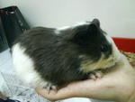 Oreo And Abby - Guinea Pig Small & Furry