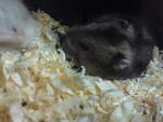 Hamster Winter Sapphire - Short Dwarf Hamster Hamster