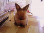 Chocolate Boy - Angora Rabbit + Dwarf Rabbit