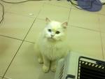 So0ofy - Persian Cat