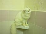 So0ofy - Persian Cat