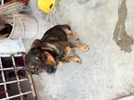 Jane Doe Rottie Mix Urgent Adoption - Mixed Breed Dog