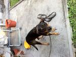 Jane Doe Rottie Mix Urgent Adoption - Mixed Breed Dog