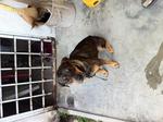 Jane Doe Rottie Mix Urgent Adoption - Mixed Breed Dog