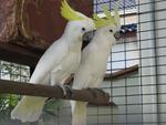 Cockatoo