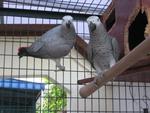 African Grey Parrot