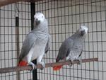 African Grey Parrot