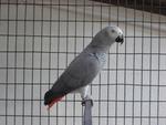 African Grey Parrot