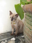 Baby - Burmese + Siamese Cat