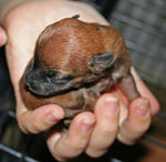 very special & tiniest of the lot tan cutie - female (went to doggie heaven on 25 May)