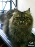 No Name - Tabby + Persian Cat