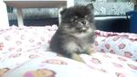 Black And Tan Pomeranian   - Pomeranian Dog