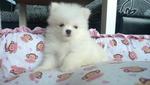 White Pomeranian   - Pomeranian Dog