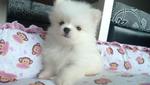 White Pomeranian   - Pomeranian Dog