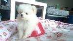 White Pomeranian   - Pomeranian Dog