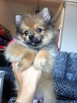 Orange Pomeranian For Sale - Pomeranian Dog